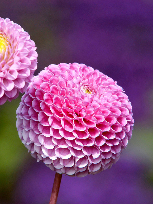 Achetez tubercules Dahlia Franz Kafka en ligne dahlia pompon avec des fleurs sphériques rose profond pour massifs estivaux et arrangements de fleurs coupées