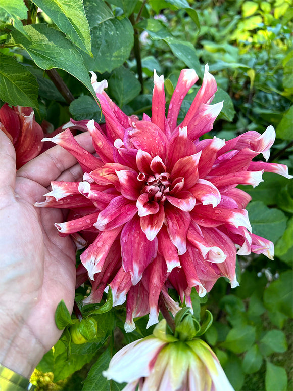 Tubercules premium de Dahlia Frost Nip pour plantation au printemps
