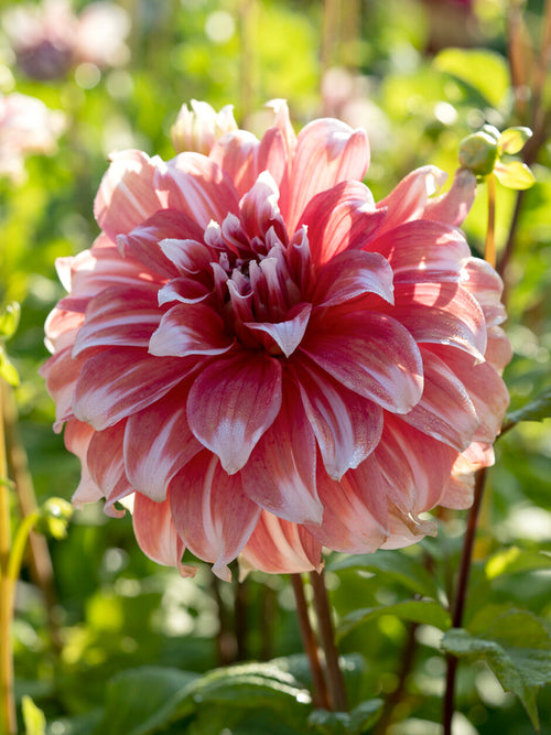 Tubercules de Dahlia Frost Nip aux fleurs blanc crème et rose poudré