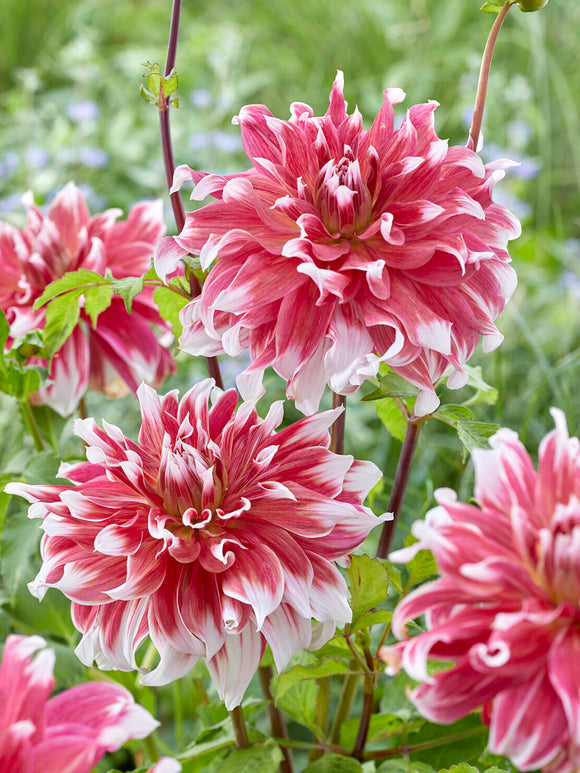 Tubercules de Dahlia Frost Nip à fleurs géantes, livraison au printemps