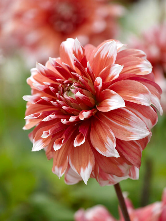 Tubercules de Dahlia Frost Nip, livraison au printemps pour une plantation printanière
