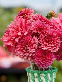 Collection de Dahlias Fuchsia Whisper
