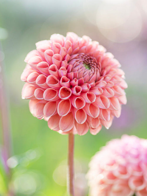 Acheter des tubercules de Dahlia Cornel Salmon pour le jardin d'été