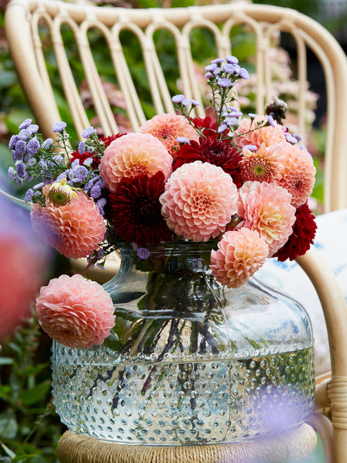 Tubercules de Dahlia Cornel Salmon boule, livraison au printemps