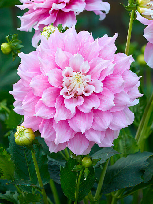Dahlia ‘Gitts Perfection’ rose pâle géant