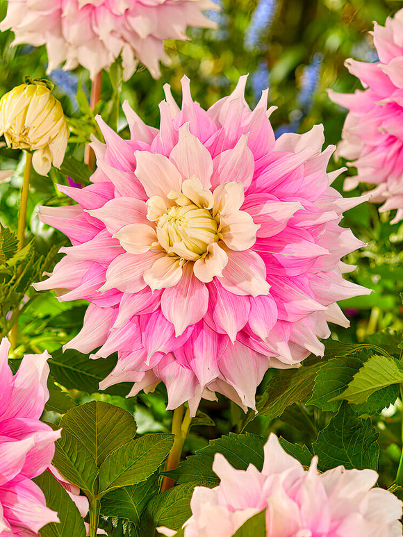 Dahlia décoratif rose crème au jardin