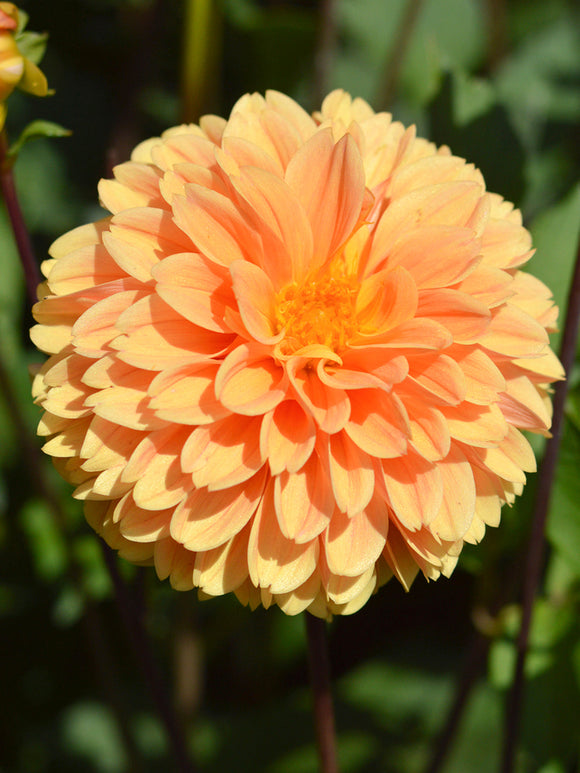 Achat Dahlia Golden Scepter en ligne! 