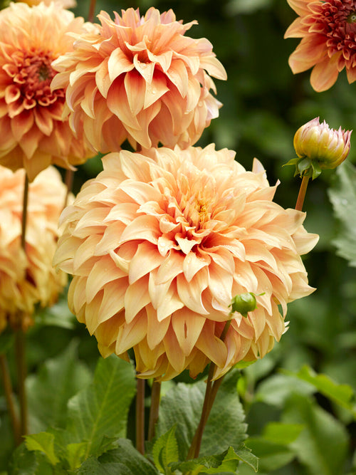 Tubercules de Dahlia Great Hercules à floraison estivale abondante