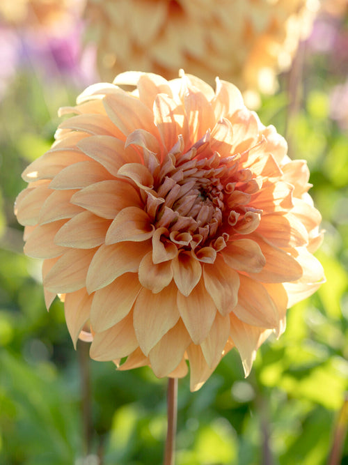 Tubercules de Dahlia Great Hercules à fleurs géantes, livraison au printemps