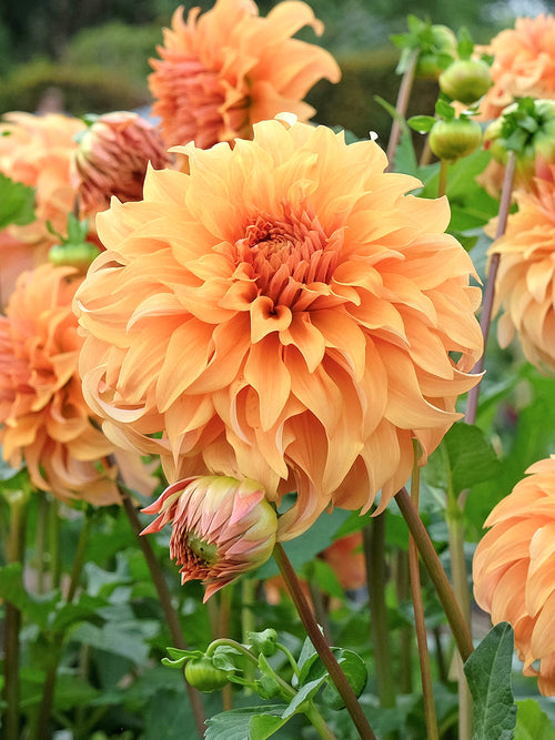 Planter des tubercules de Dahlia Great Hercules pour une floraison de l'été à l'automne