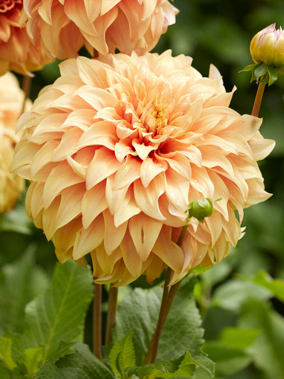 Tubercules de Dahlia Great Hercules, livraison au printemps pour une plantation printanière