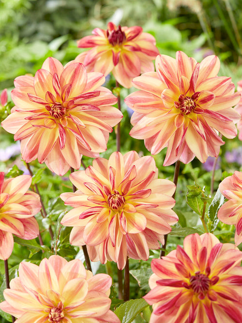 Tubercules de Dahlia Happy Butterfly aux fleurs pêche et rose