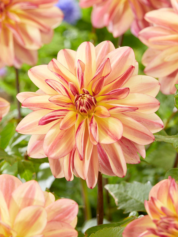 Tubercules de Dahlia Happy Butterfly pour jardins favorables aux pollinisateurs