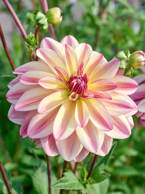 Tubercules de Dahlia Happy Butterfly, livraison au printemps pour une plantation printanière