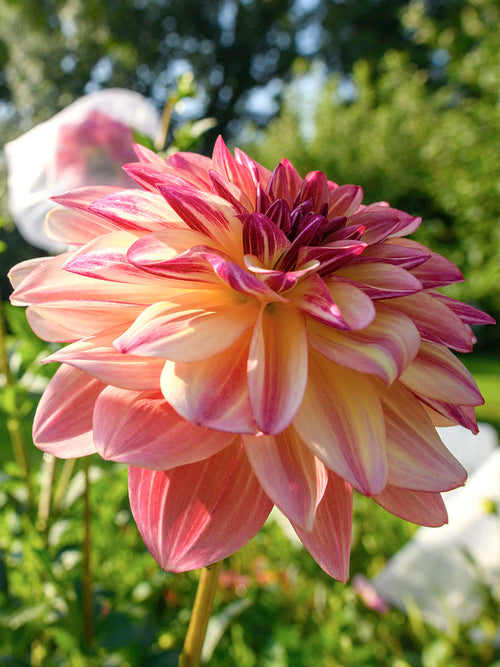 Acheter des tubercules de Dahlia Happy Butterfly pour le jardin d'été