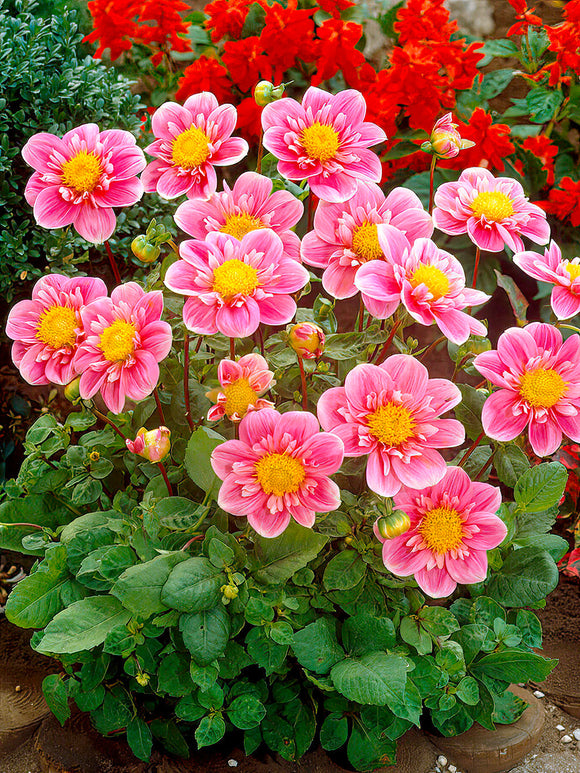 Dahlia ‘Hartenaas’ rose et jaune en fleur