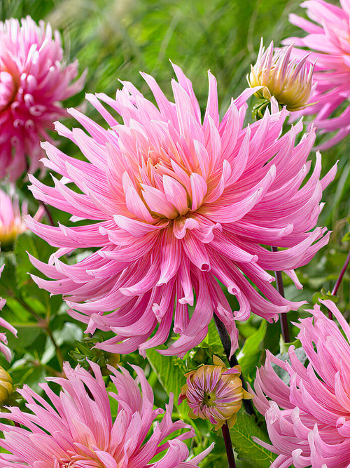 Dahlia ‘Hollyhill Cotton Candy’ rose et blanc en fleur