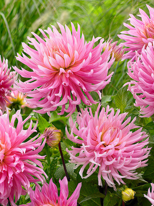 Dahlia cactus ‘Hollyhill Cotton Candy’ dans un massif d’été