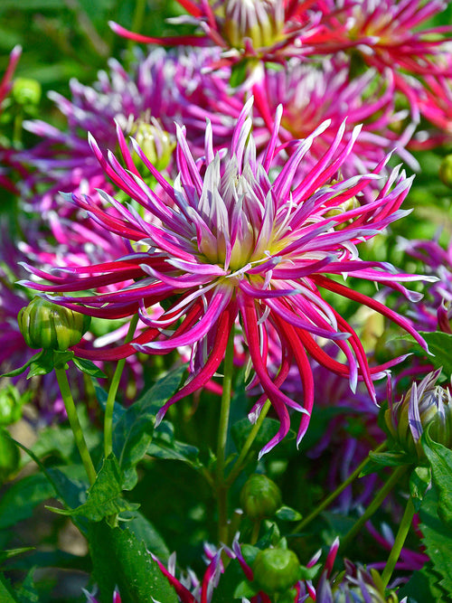 Tubercules de Dahlia Hollyhill Spiderwoman, livraison au printemps pour une plantation printanière