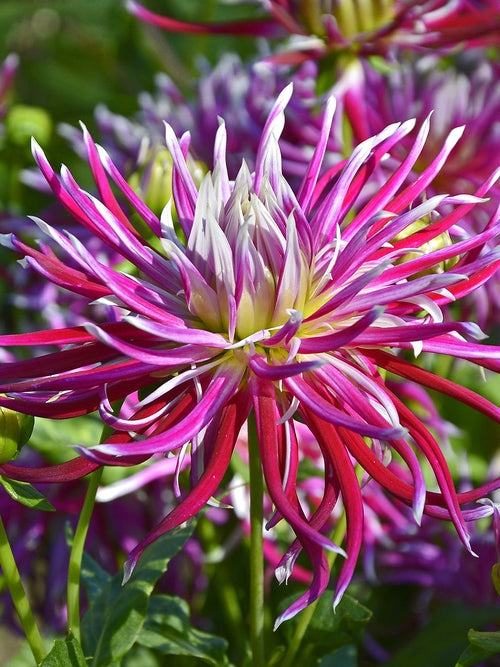 Tubercules de Dahlia Hollyhill Spiderwoman à fleurs araignée, livraison au printemps