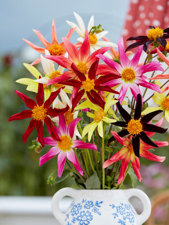 Close-up of Dahlia Honka Harmony flower heads