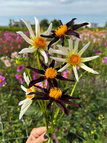 Dahlia Honka Mix