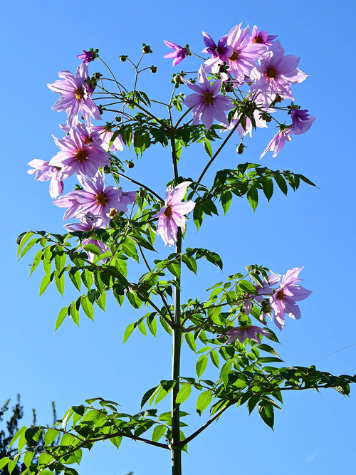 Tubercules de Dahlia Imperialis, livraison au printemps pour une plantation printanière