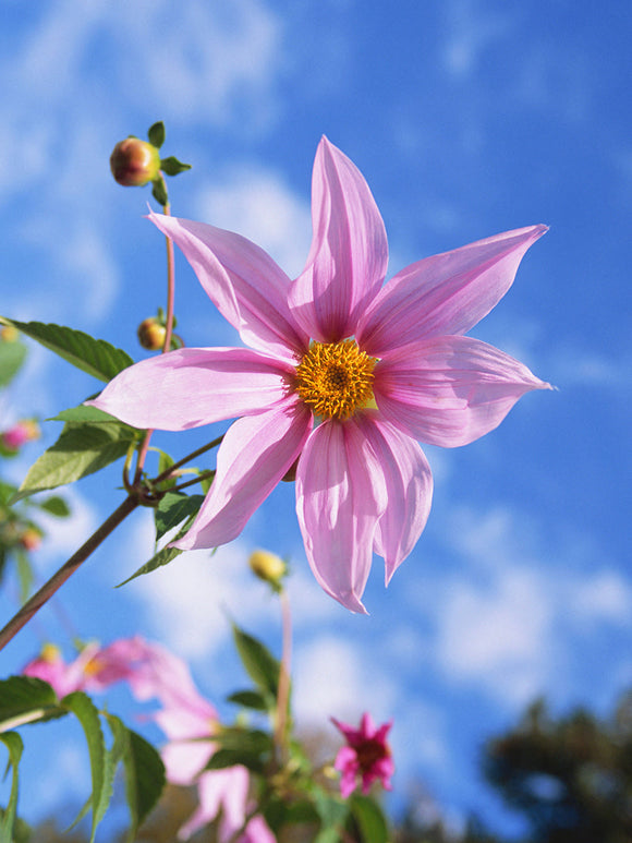 Acheter des tubercules de Dahlia Imperialis pour le jardin