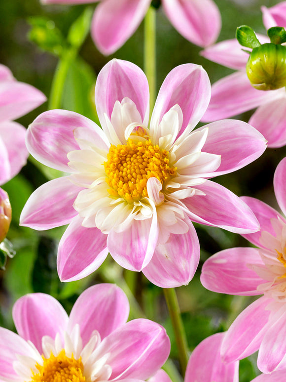 Tubercules de Dahlia Impression Famoso à collerette, livraison au printemps