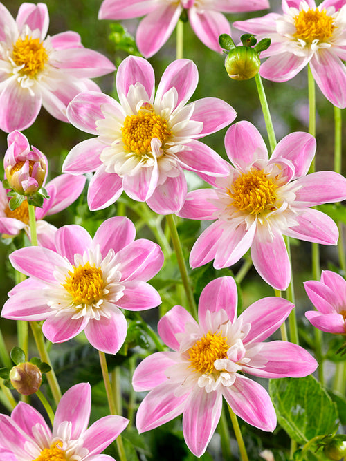 Tubercules de Dahlia Impression Famoso aux fleurs roses