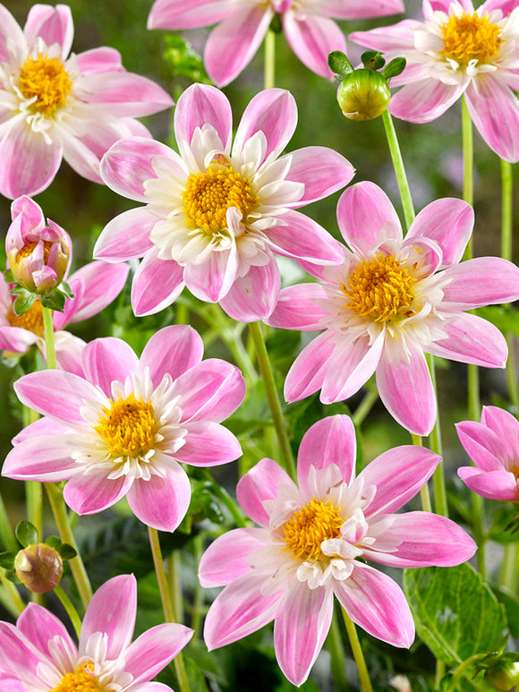 Tubercules de Dahlia Impression Famoso aux fleurs roses