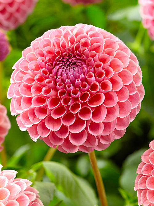 Dahlia ‘Jowey Winnie’ aux tons pêche et abricot