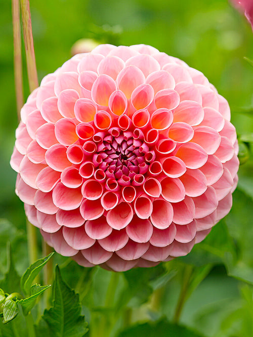 Dahlia ‘Jowey Winnie’ en pleine floraison au jardin
