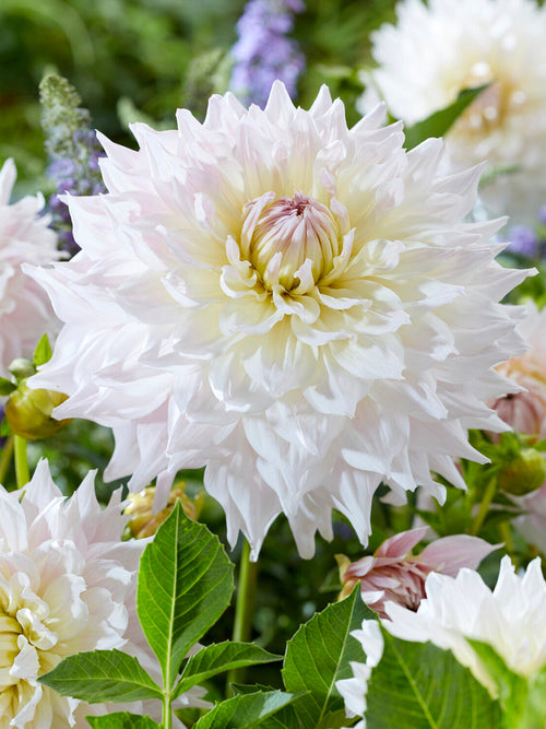 Tubercules de Dahlia Ka's Cloud à fleurs géantes, livraison au printemps