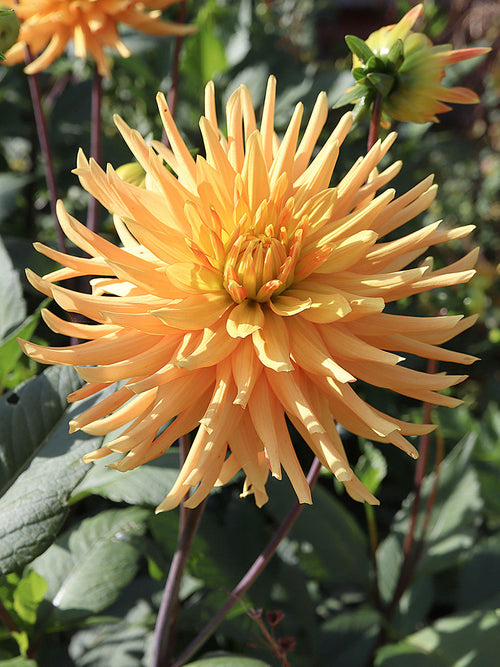 Tubercules de Dahlia Ludwig Helfert, livraison au printemps pour une plantation printanière