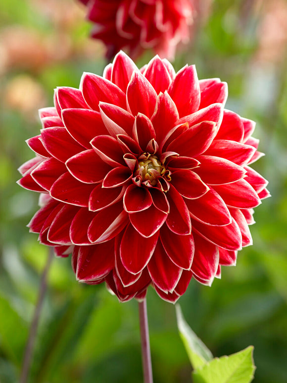 Tubercules de Dahlia Maxime, livraison au printemps pour une plantation printanière