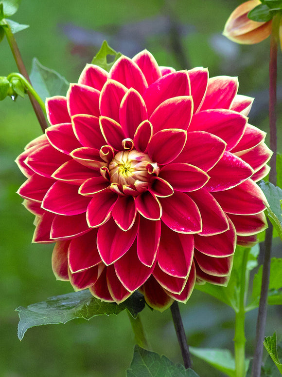Tubercules de Dahlia Maxime décoratif, livraison au printemps