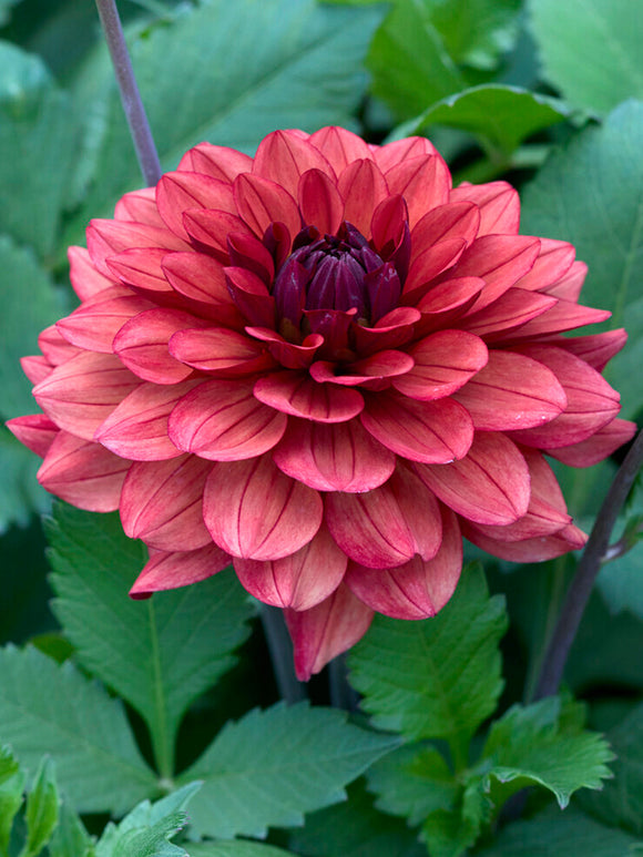 Tubercules de Dahlia Missis Miley, livraison au printemps pour une plantation printanière
