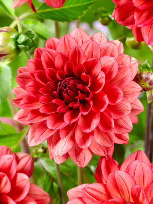 Tubercules de Dahlia Missis Miley décoratif, livraison au printemps