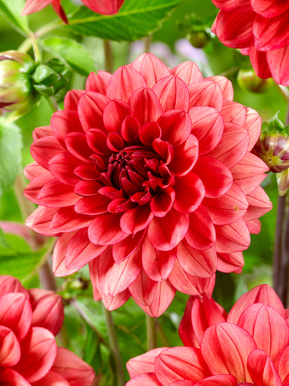 Tubercules de Dahlia Missis Miley décoratif, livraison au printemps
