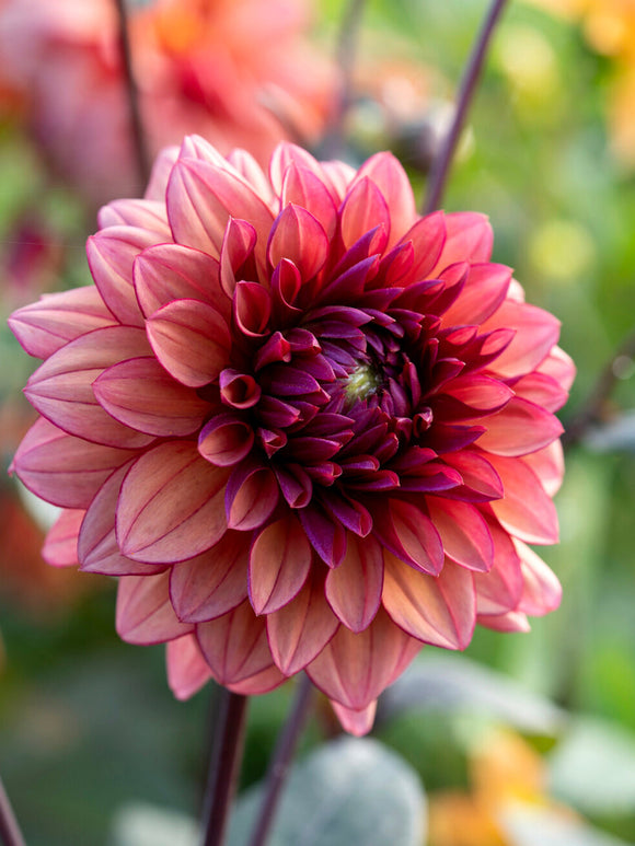 Tubercules de Dahlia Molly Raven, livraison au printemps pour une plantation printanière