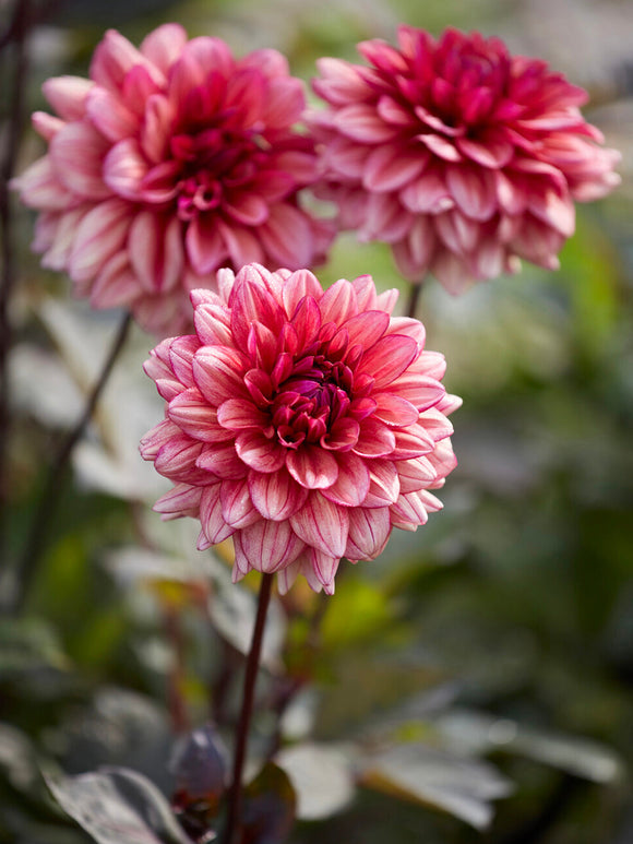 Acheter des tubercules de Dahlia Molly Raven pour le jardin d'été