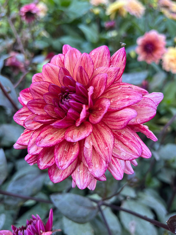 Tubercules de Dahlia Molly Raven décoratif, livraison au printemps