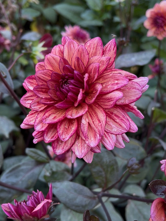 Tubercules de Dahlia Molly Raven au feuillage noir et aux fleurs rose poudré