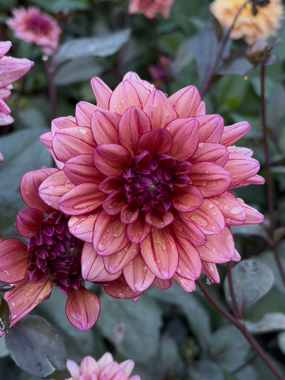 Tubercules de Dahlia Molly Raven pour massifs et jardins de fleurs à couper