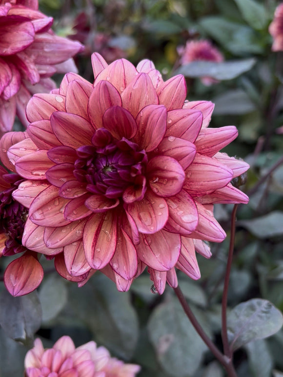 Tubercules premium de Dahlia Molly Raven pour plantation au printemps