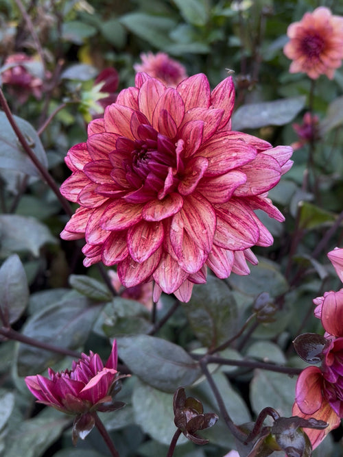 Tubercules de Dahlia Molly Raven à floraison estivale abondante