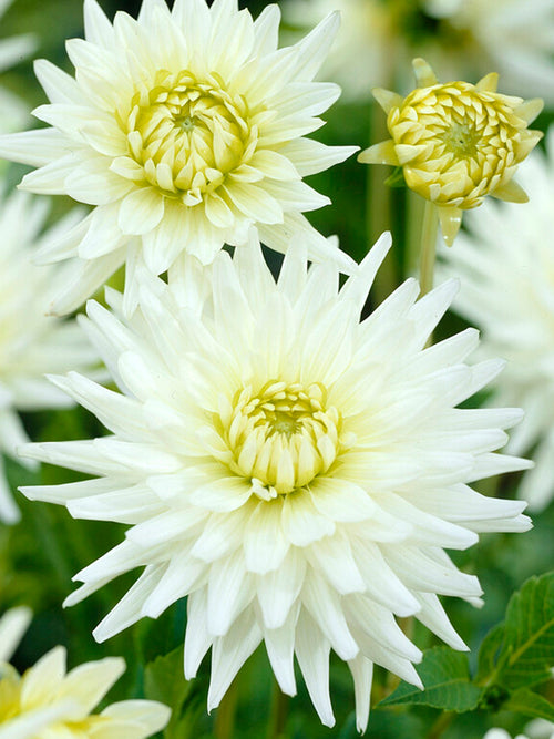 Achat bulbes dahlias My Love 