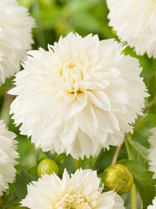 Acheter des tubercules de Dahlia Myama Fubuki pour le jardin d'été