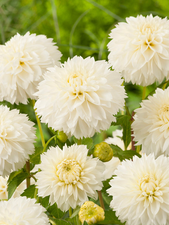 Tubercules de Dahlia Myama Fubuki fimbriata, livraison au printemps